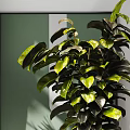 Lush Green Leafy Potted Plants in Black and Gray Textured Pots Modern Indoor Decor