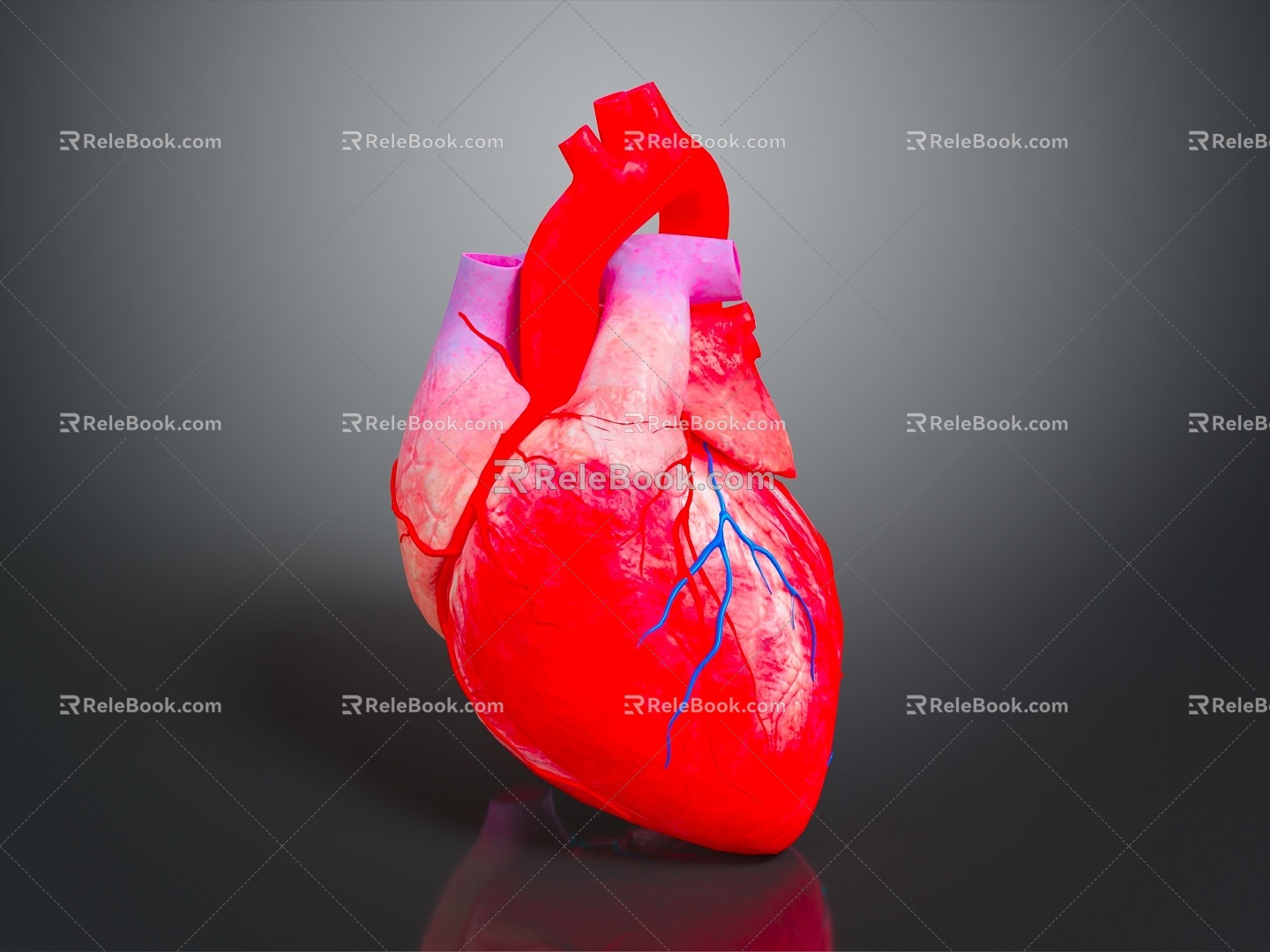 Heart Heart Model Human Heart Heart Anatomical Organ Human Organ Model Human Organ Human Body 3d model