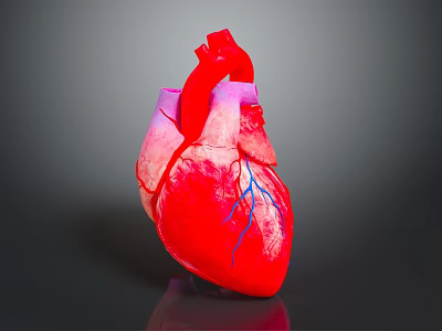 Medical Device Anatomical Heart Model With Detailed Vascular Structure For Education 3d model