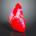 Medical Device Anatomical Heart Model With Detailed Vascular Structure For Education