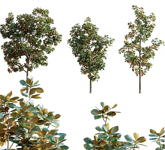 Modern Tree Modern Tree Poplar Plant Green Planting Forest Leaves Branches Outdoor Big Tree 3d model