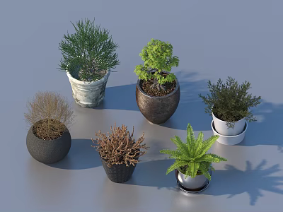 Diverse Bonsai Potted Plants in Decorative Ceramic Pots with Lush Green Foliage 3d model