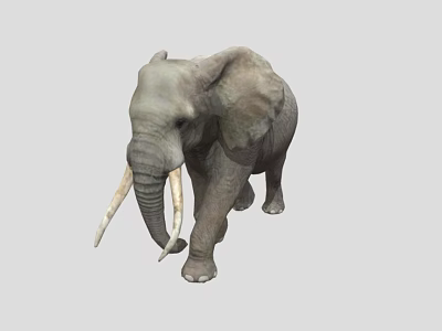 Gray Elephant With Long Tusks Standing On Isolated Gray Background 3d model