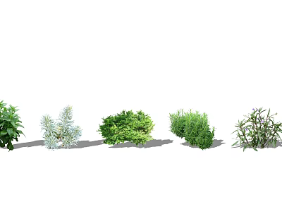 Various Types of Ground Cover Plants with Green Foliage for Garden Landscaping Design 3d model