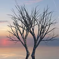 Bare Tree With Twin Trunks Against Sunset Sky And Calm Water Surface 3d model