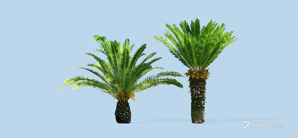 Lush Tropical Cycad Trees With Green Feathery Fronds And Thick Trunks 3d model 