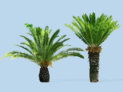 Lush Tropical Cycad Trees With Green Feathery Fronds And Thick Trunks 3d model