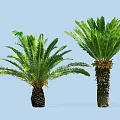 Lush Tropical Cycad Trees With Green Feathery Fronds And Thick Trunks