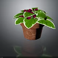 Potted Decorative Plant With Green Leaves White Edges And Red Flowers In Terracotta Pot
