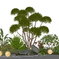 Garden Landscape Design With Shaped Trees Green Bushes Stones And White Spherical Lights