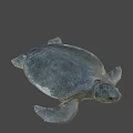 Gray Sea Turtle Swimming On Black Background With Detailed Features