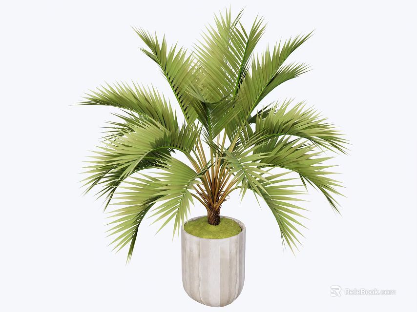 Bonsai Potted Plant with Lush Green Palm Leaves in White Textured Pot for Indoor Decor 3d model 