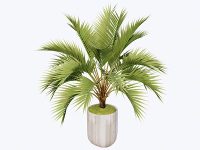 Bonsai Potted Plant with Lush Green Palm Leaves in White Textured Pot for Indoor Decor 3d model