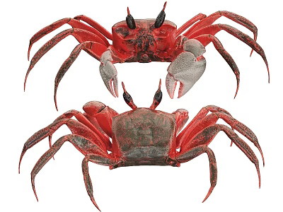 Reptile Two Red Crabs With Black Eyes And Large Claws On White Background 3d model