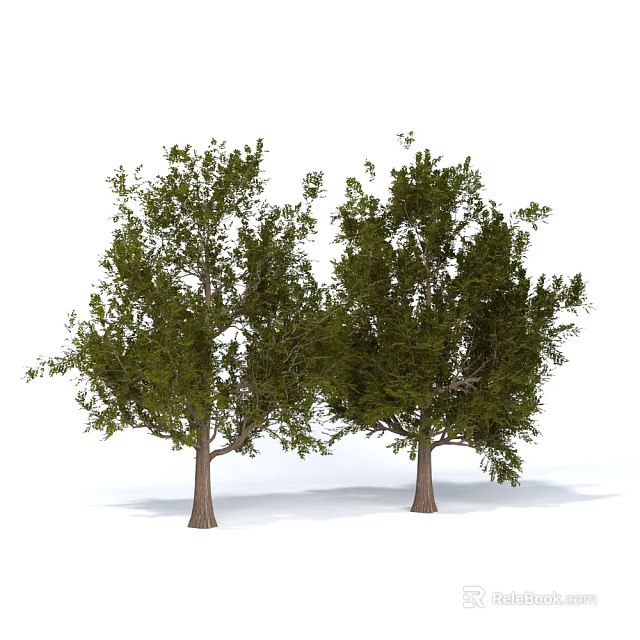 Two Arbor Trees With Lush Green Foliage And Sturdy Brown Trunks 3d model