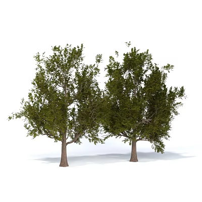 Two Arbor Trees With Lush Green Foliage And Sturdy Brown Trunks 3d model