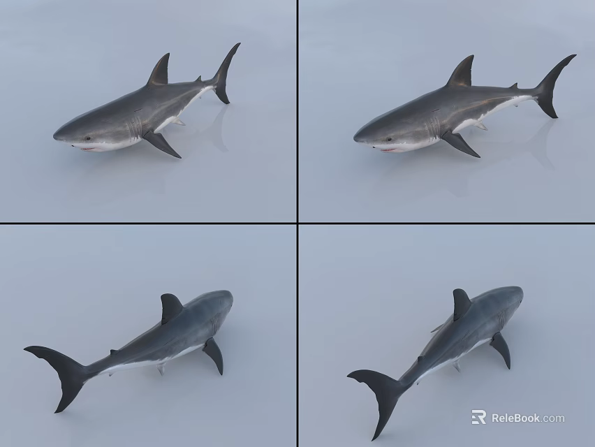 Realistic Shark Model Showcase In Four Different Angles With Detailed Features 3d model 
