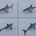Realistic Shark Model Showcase In Four Different Angles With Detailed Features