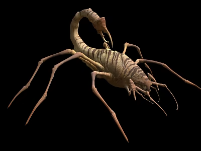 Reptile Scorpion With Segmented Body Claws And Venomous Stinger Tail 3d model