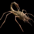 Reptile Scorpion With Segmented Body Claws And Venomous Stinger Tail
