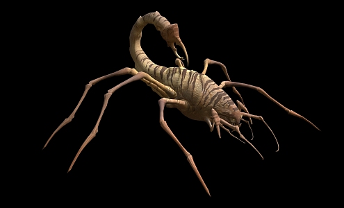 Langworm insect scorpion pest poisonous insect animal 3d model