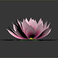 Blooming Pink Lotus Flower with Vibrant Yellow Stamens and Fresh Green Leaves