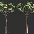 Two Trees with Lush Green Leaves and Brown Trunks Against Black Background 3d model