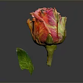 Bonsai Potted Plant With Pink And Orange Rose Bud And Green Leaf