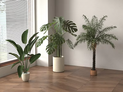 Three Different Potted Houseplants by Window with Blinds on Wooden Floor and White Wall 3d model