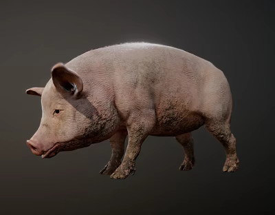 Brown Scaled Reptile Lizard Crawling On Rocky Ground In Natural Habitat 3d model