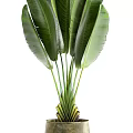 Potted Plants with Large Green Leaves in Concrete Pots for Home Decoration