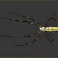 Yellow and Black Striped Spider With Long Legs And White Body On Gray Background