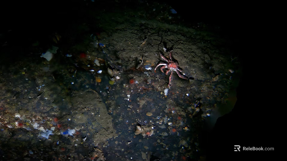 Crab Seafood Found In Marine Area With Garbage And Debris 3d model 