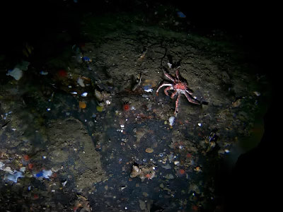 Crab Seafood Found In Marine Area With Garbage And Debris 3d model