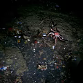 Crab Seafood Found In Marine Area With Garbage And Debris