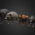 Diverse Reptile Species Arranged In A Row Against Black Background