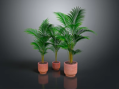 Lush Green Palm Like Plants In Terracotta Pots On Dark Background 3d model