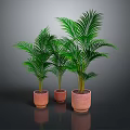 Lush Green Palm Like Plants In Terracotta Pots On Dark Background