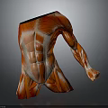 Realistic Human Muscle Anatomy Model Displaying Torso And Arm Muscle Details