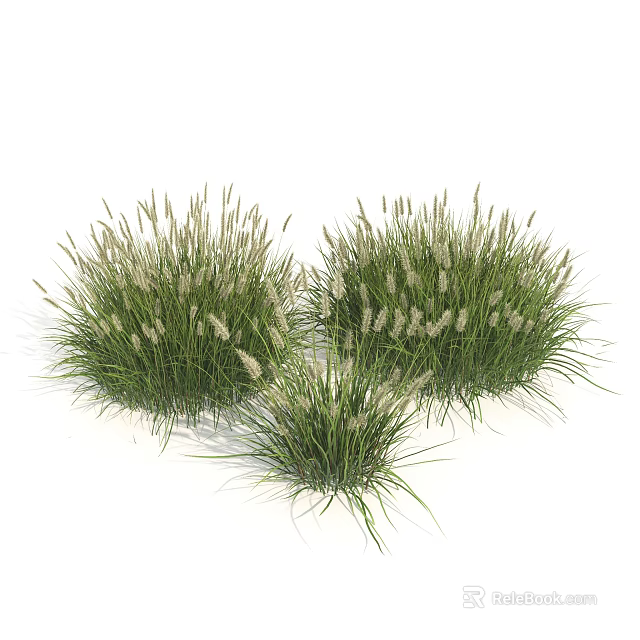 Clusters of Decorative Grass With Lush Green Leaves And White Flower Spikes 3d model 