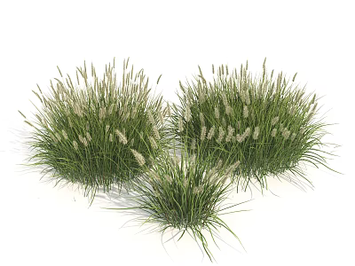 Clusters of Decorative Grass With Lush Green Leaves And White Flower Spikes 3d model