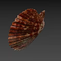 Brown And White Striped Fan Shaped Seashell With Ribbed Texture On Blue Background