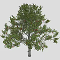 Lush Green Leafy Tree With Vibrant Red Fruits Against Gray Background