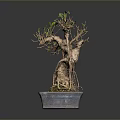 Bonsai Tree With Twisted Trunk Exposed Roots In Square Moss Covered Pot