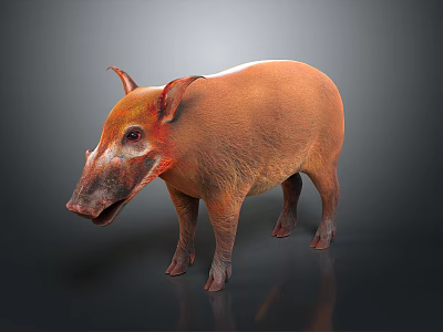 Wild Boar With Orange Fur And Red Eyes Standing On Gray Background 3d model