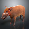 Wild Boar With Orange Fur And Red Eyes Standing On Gray Background