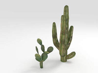 Green Succulent Cactus Plants With Tall And Short Varieties On White Background 3d model