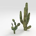 Green Succulent Cactus Plants With Tall And Short Varieties On White Background