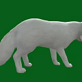 White Fox Standing Isolated On Green Background In Wildlife Portrait