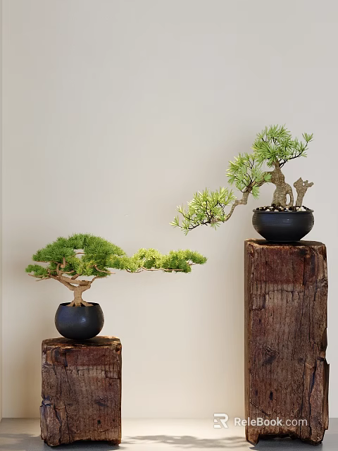 Bonsai Pine Trees in Black Pots Placed on Wooden Stumps with Light Background Wall 3d model 
